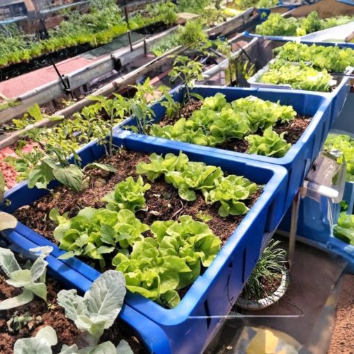 Chậu Aquaponics chuyên trồng rau củ quả, cây ăn trái - Chậu Loại 1