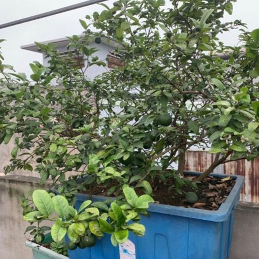Chậu Aquaponics chuyên trồng rau củ quả, cây ăn trái - Chậu Loại 1