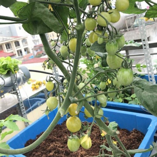 Chậu Aquaponics chuyên trồng rau củ quả, cây ăn trái - Chậu Loại 1