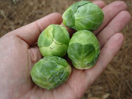 Hạt giống Bắp cải tí hon BRUSSELS SPROUT 219 - Gói 2 gram
