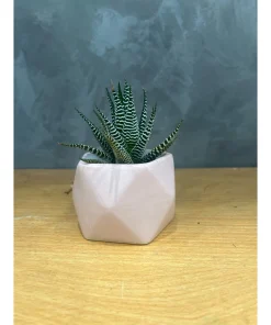 chậu sứ mini Bát Tràng trồng cây sen đá, xương rồng, cây văn phòng