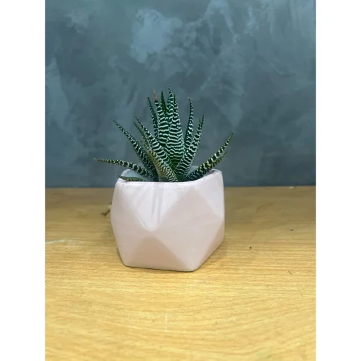 chậu sứ mini Bát Tràng trồng cây sen đá, xương rồng, cây văn phòng