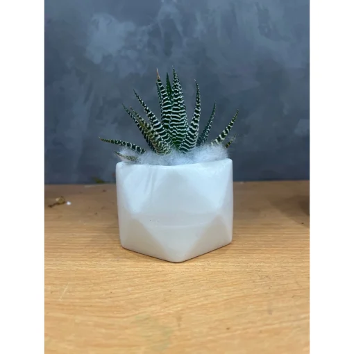 chậu sứ mini Bát Tràng trồng cây sen đá, xương rồng, cây văn phòng
