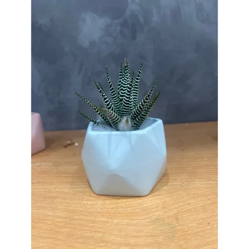 chậu sứ mini Bát Tràng trồng cây sen đá, xương rồng, cây văn phòng