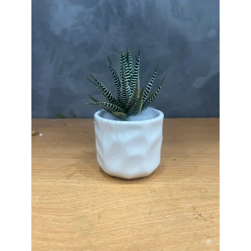 chậu sứ mini Bát Tràng trồng cây sen đá, xương rồng, cây văn phòng