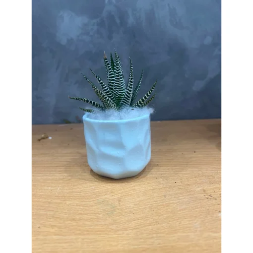 chậu sứ mini Bát Tràng trồng cây sen đá, xương rồng, cây văn phòng