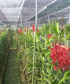 Lưới lan che nắng 60% Thái Lan - Song Mã - Màu Đen