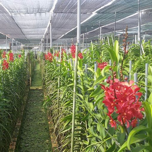 Lưới lan che nắng 60% Thái Lan - Song Mã - Màu Đen