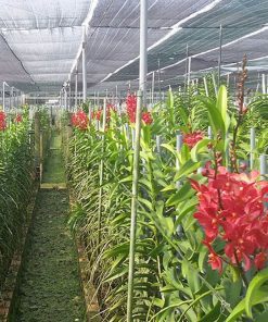 Lưới lan che nắng 70% Thái Lan - Song Mã - màu đen