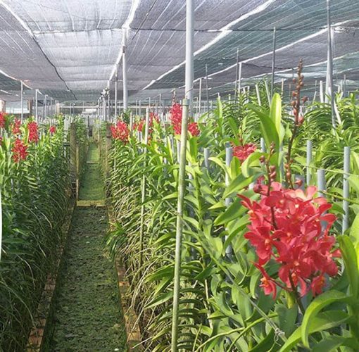 Lưới lan che nắng 70% Thái Lan - Song Mã - màu đen