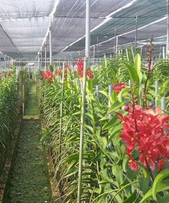 Lưới lan che nắng Thái Lan 70% - Song Mã - Màu Xanh