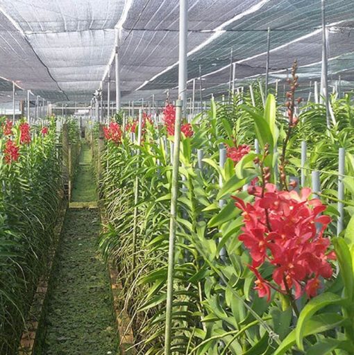 Lưới lan che nắng Thái Lan 70% - Song Mã - Màu Xanh