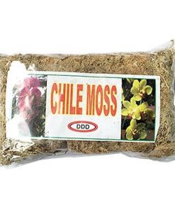 Dớn mềm chile moss trồng lan - Gói 100 gram
