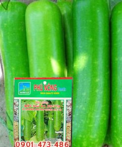 Hạt giống Bầu Sao PN - Gói 1 gram
