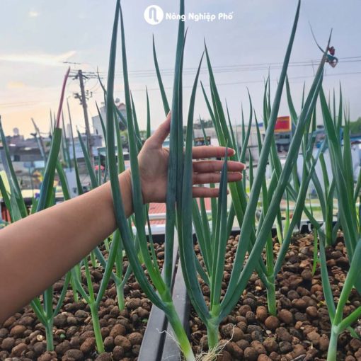 Viên đất nung SFARM - Giá thể trồng rau mầm, hoa kiểng và hệ thống Aquaponics