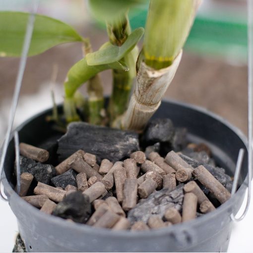 Phân trùn quế viên nén SFARM cho lan – Tan chậm, bền dinh dưỡng, hạn chế nấm bệnh