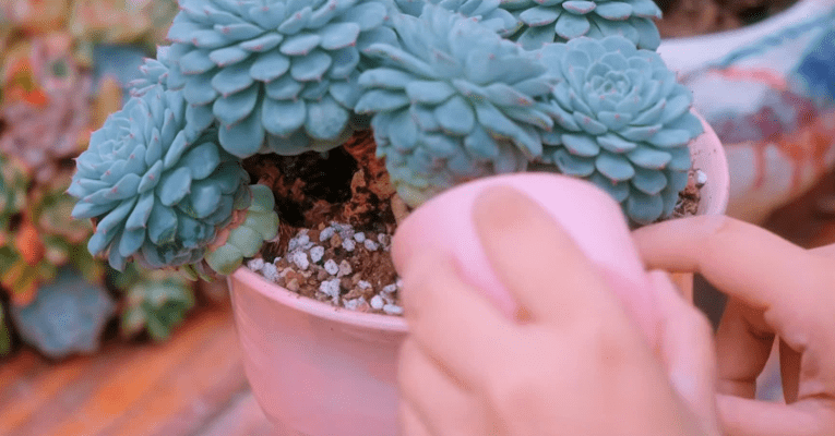 chậu sen đá căng mọng khỏe mạnh nhờ giá thể phù hợp