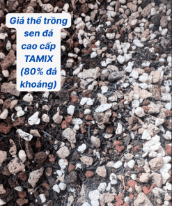 Giá thể TAMIX (85% đá khoáng): Giải Pháp Chống Úng Rễ Toàn Diện Cho Sen Đá, Xương Rồng