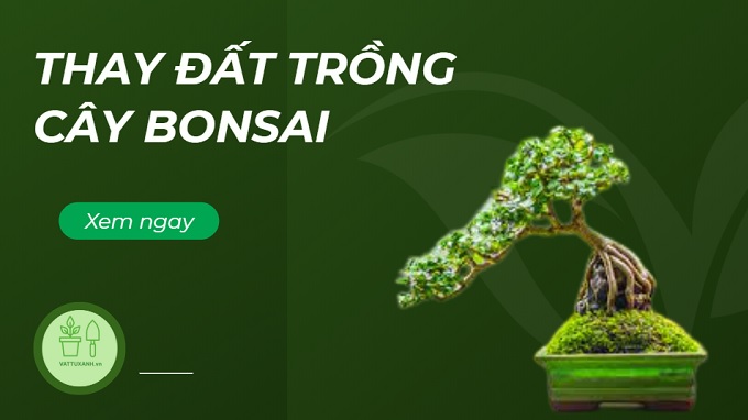 thay đất trồng bonsai