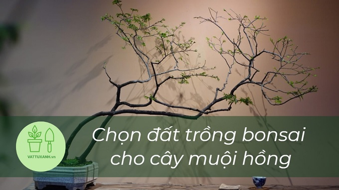 chọn đất trồng cây bonsai