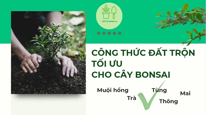 công thức đất trộn tabomix cho cây bonsai